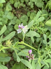 Medicago sativa