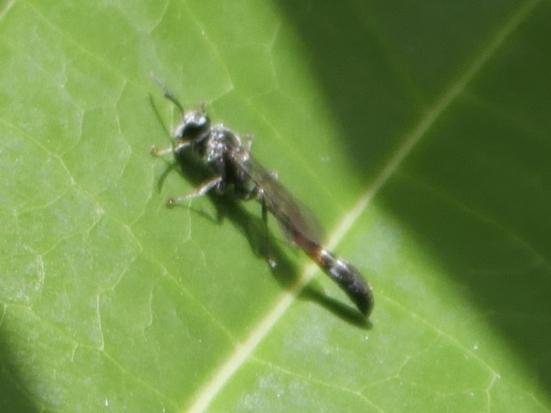 Trypoxylon bicolor