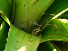 Boana pulchella