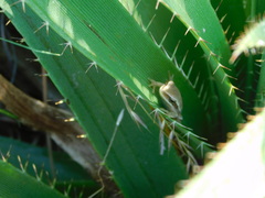 Boana pulchella