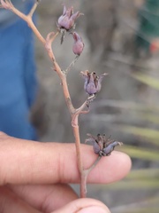 Echeveria