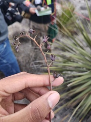 Echeveria