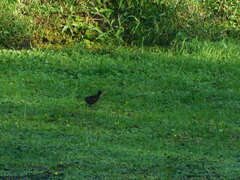Gallinula galeata