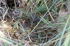 Lithobates chiricahuensis