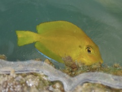 Acanthurus olivaceus