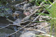 Lithobates chiricahuensis