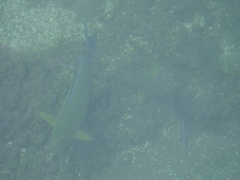 Acanthurus xanthopterus