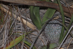 Mammillaria haageana