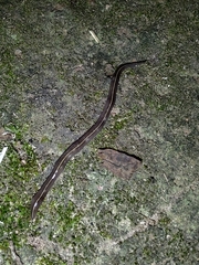 Geoplaninae