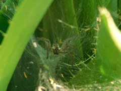 Aglaoctenus lagotis