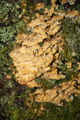 Merulius tremellosus