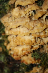 Merulius tremellosus