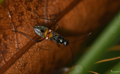 Beosus quadripunctatus