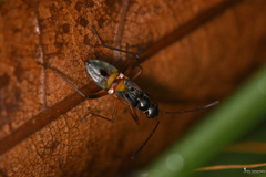 Beosus quadripunctatus