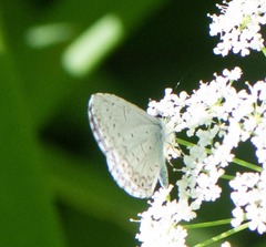 Celastrina