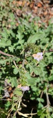 Phacelia ramosissima