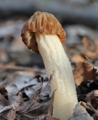 Morchella punctipes