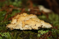 Merulius tremellosus