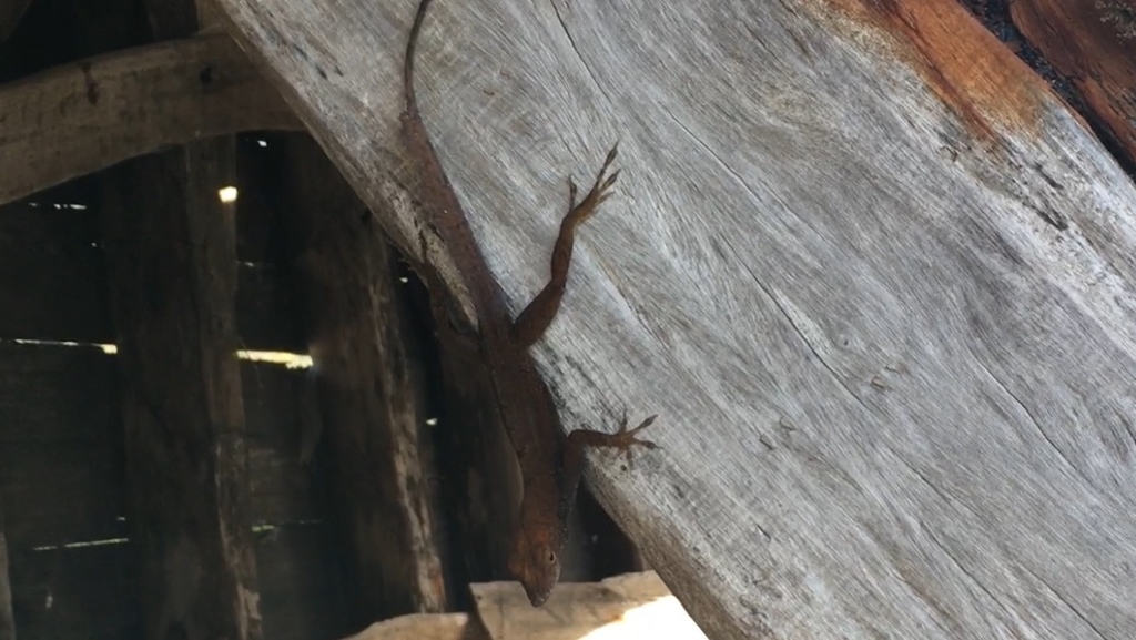 Southern Bahamas Anole
