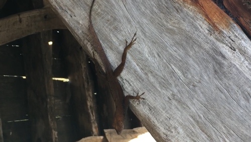 Southern Bahamas Anole