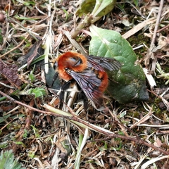 Bombus rubicundus
