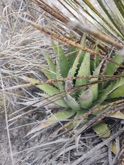 Agave horrida perotensis