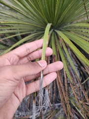 Dasylirion acrotrichum