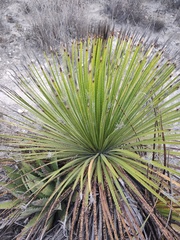 Dasylirion acrotrichum