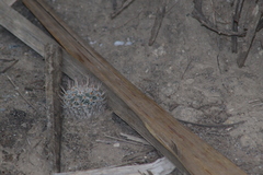 Mammillaria haageana