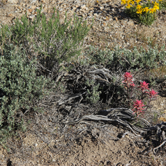 Castilleja angustifolia