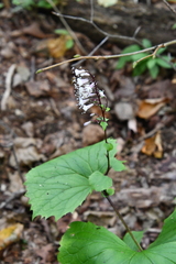 Parasenecio kamtschaticus