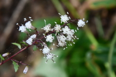 Parasenecio kamtschaticus