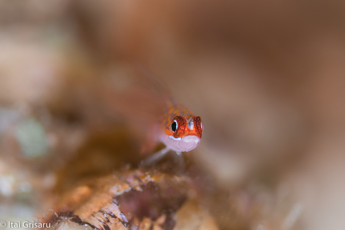 Trimma filamentosus observed 2022-12-03