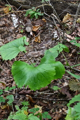 Parasenecio kamtschaticus