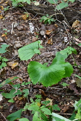 Parasenecio kamtschaticus