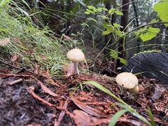 Stropharia ambigua