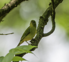 Piranga rubra