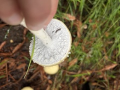 Stropharia ambigua