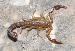 Vaejovis intermedius