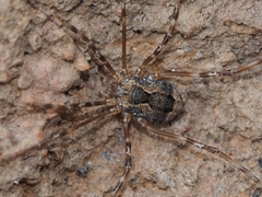 Hadrobunus maculosus