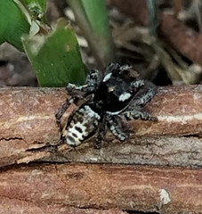 Maratus plumosus