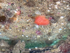 Cnemidocarpa finmarkiensis