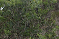 Dermatophyllum secundiflorum