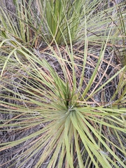 Dasylirion acrotrichum