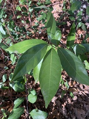 Persea borbonia