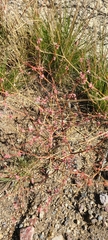 Eriogonum gracile