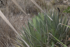 Agave horrida perotensis