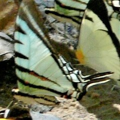 Neographium agesilaus