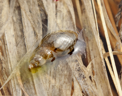 Lymnaeidae