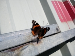 Vanessa atalanta